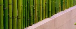 Cercos de bambú para decoración – Bambú Guazú