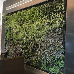 Muros verdes naturales para interior o exterior – Alles Grün