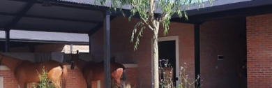Paisajismo de jardines
